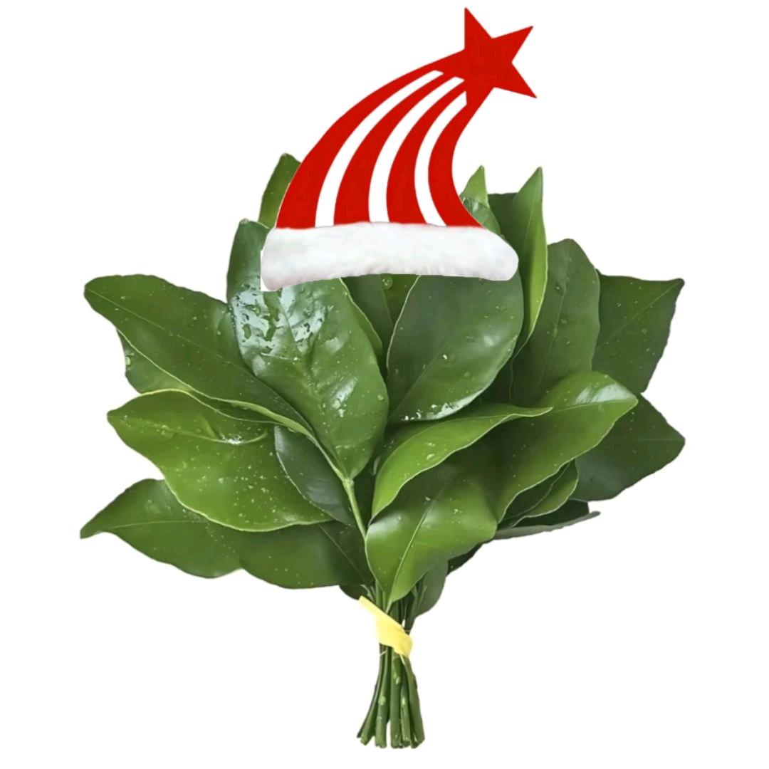 柃宁（圣诞限定）