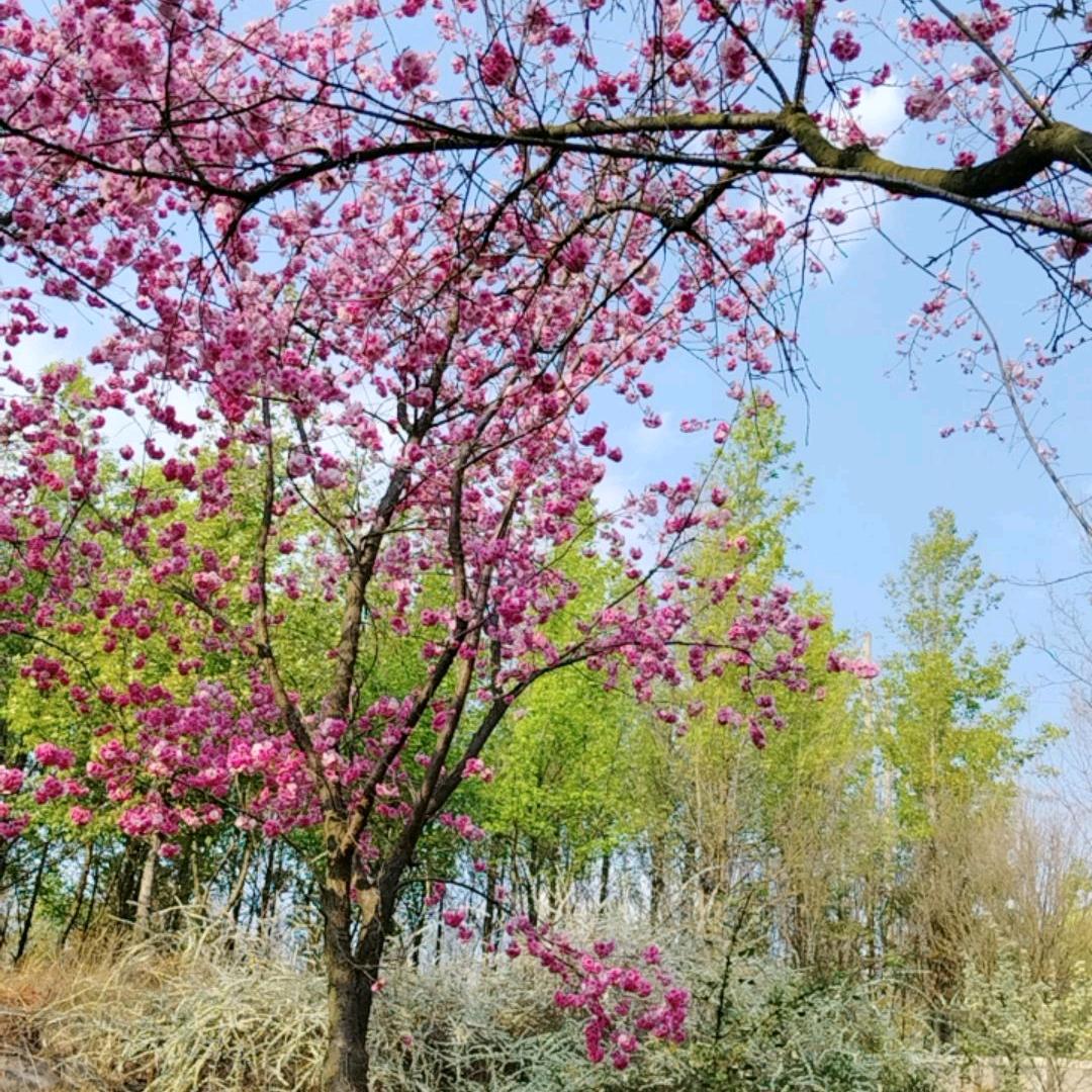 🦋蜕变的蝴蝶🦋