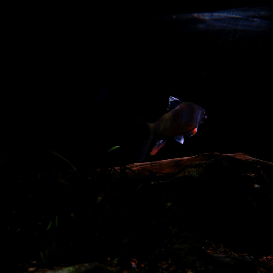 🌈🌈🐟原生鱼爱好者🏝🏖