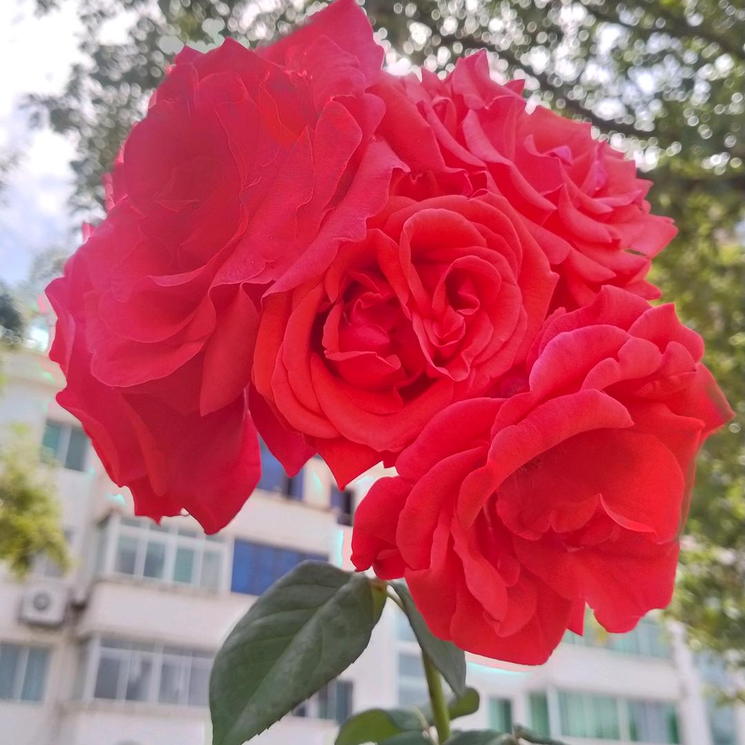 花香飘过来