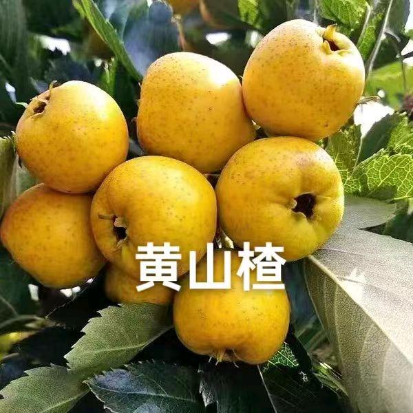 金哥苗木