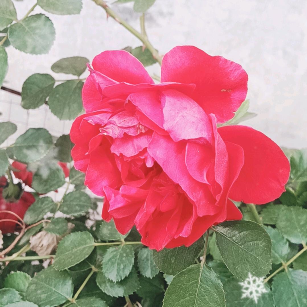 子孝父安