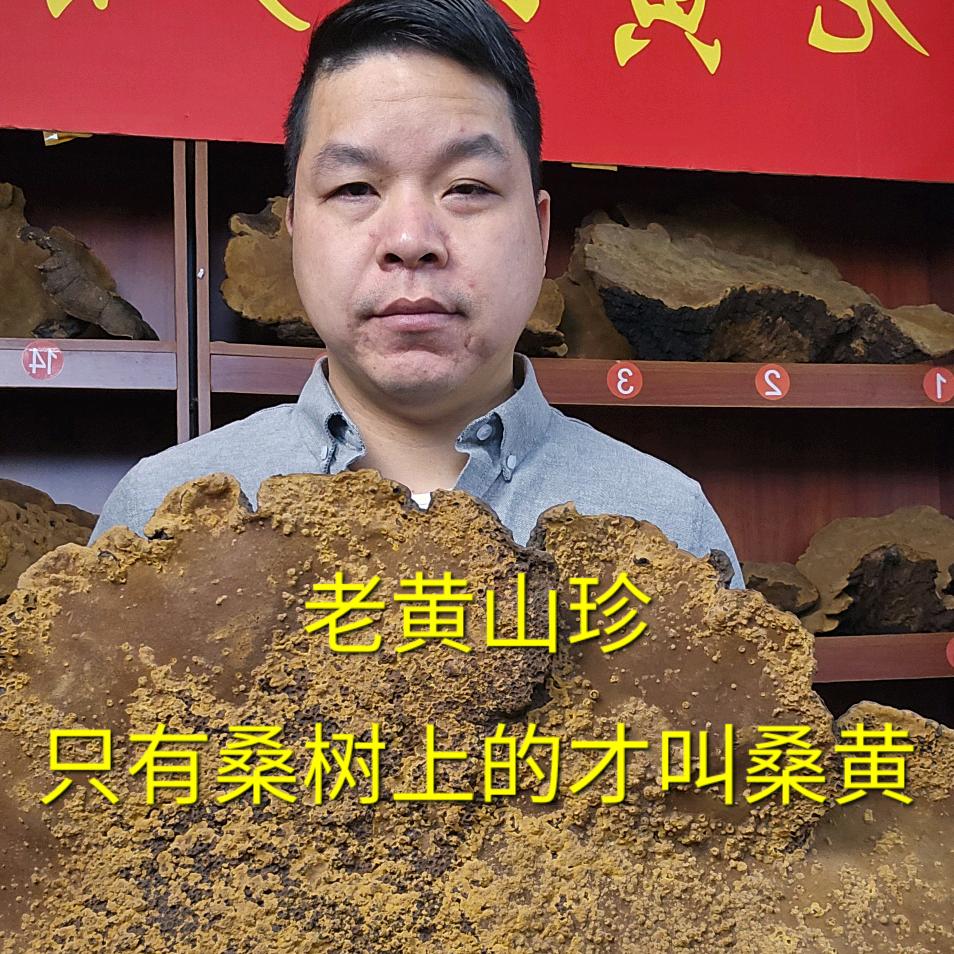 老黄正宗桑树桑黄