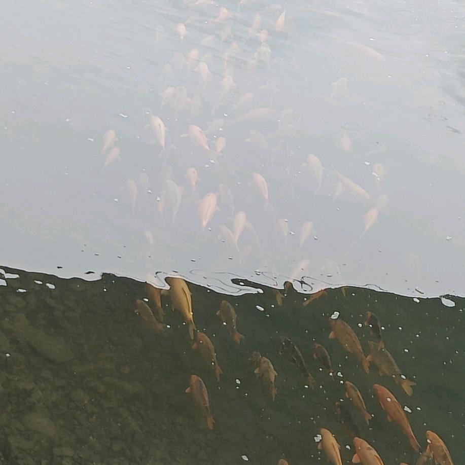 户外钓鱼🎣陈哥