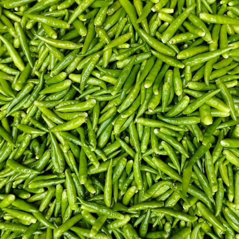 太康县小朱辣椒西瓜合作社