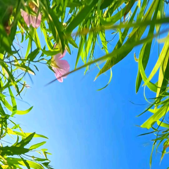 ୧⍤⃝ 好幸运