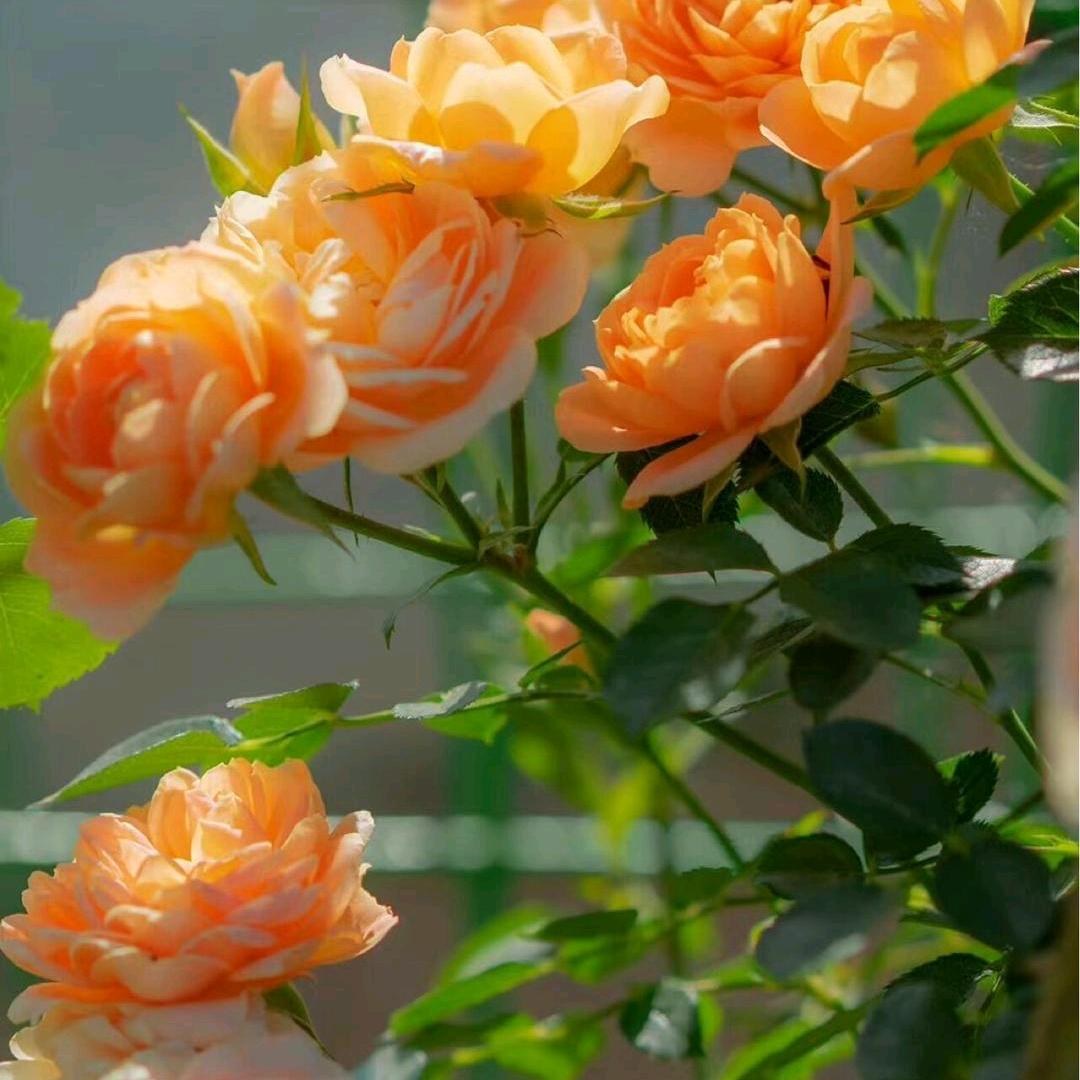 ঞ🍒好运꧔ꦿ᭄加满࿐ᩚ