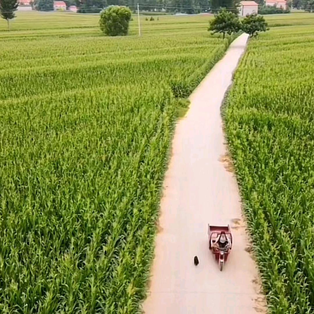 田丰农业
