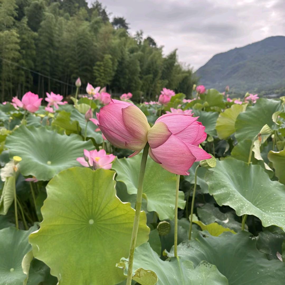 静待花开🌸🌸