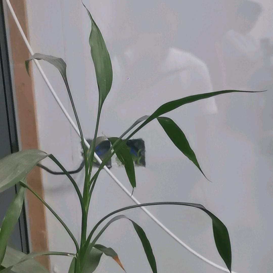 D9选濑