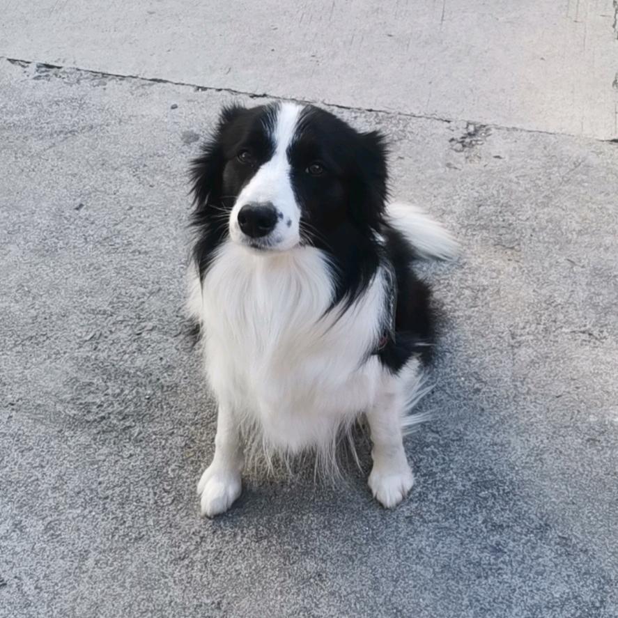 可可与皮皮