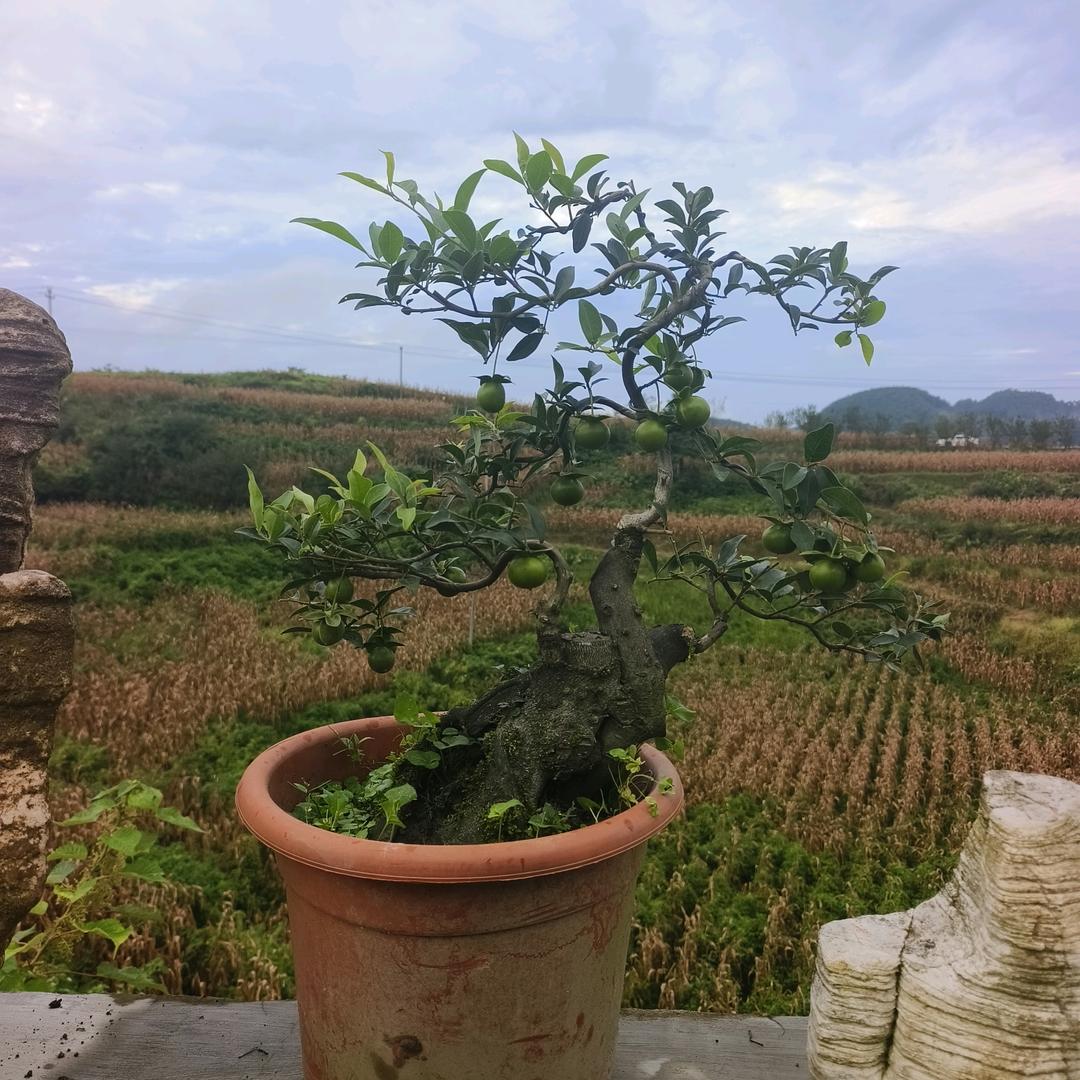 小地主