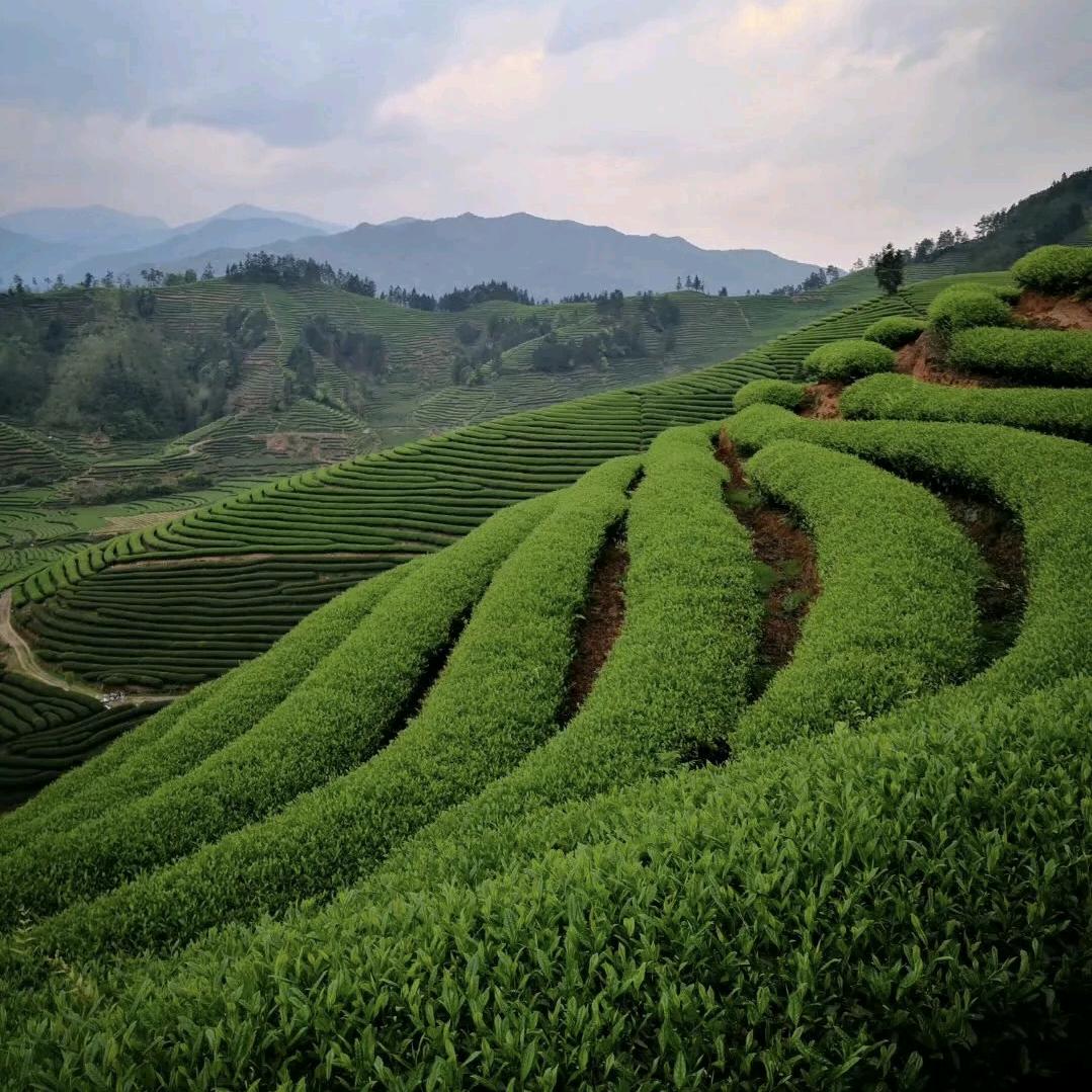 岩欢茶业