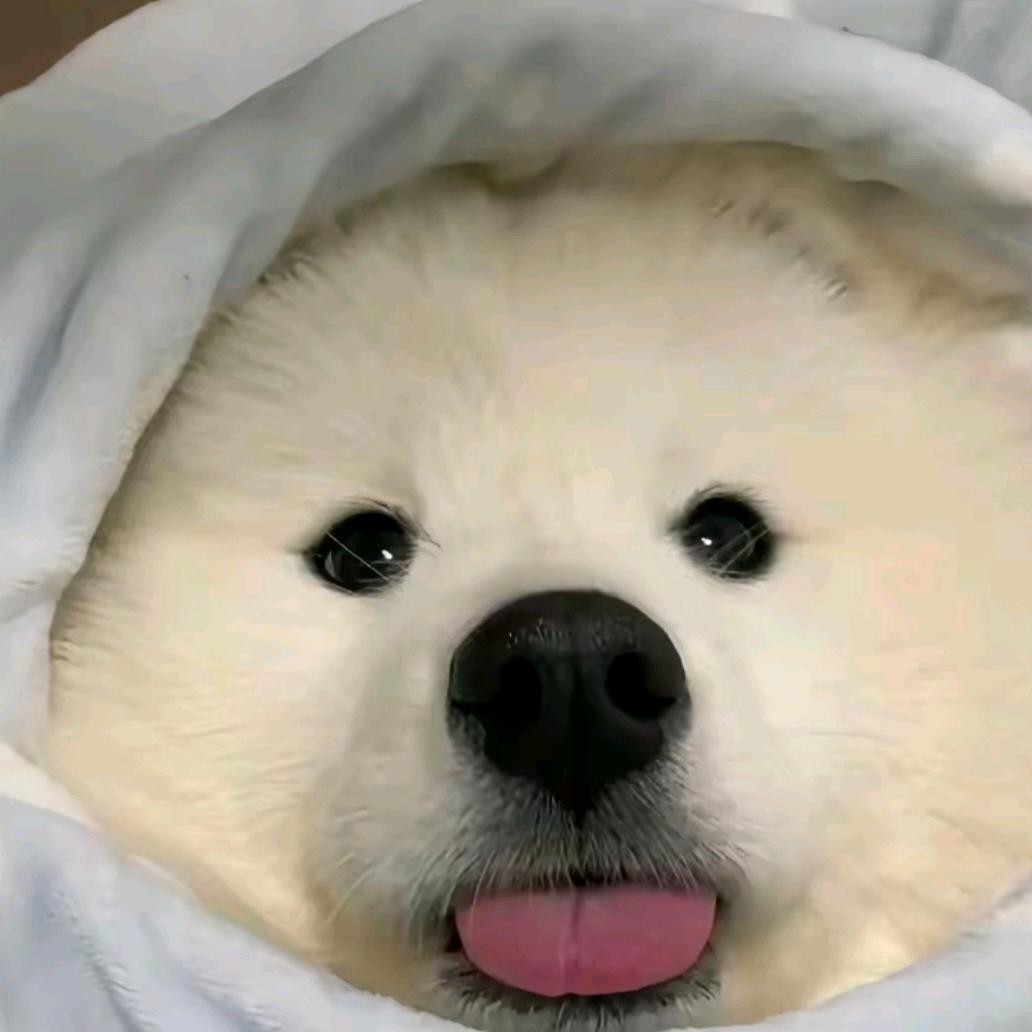 小狗呆呆