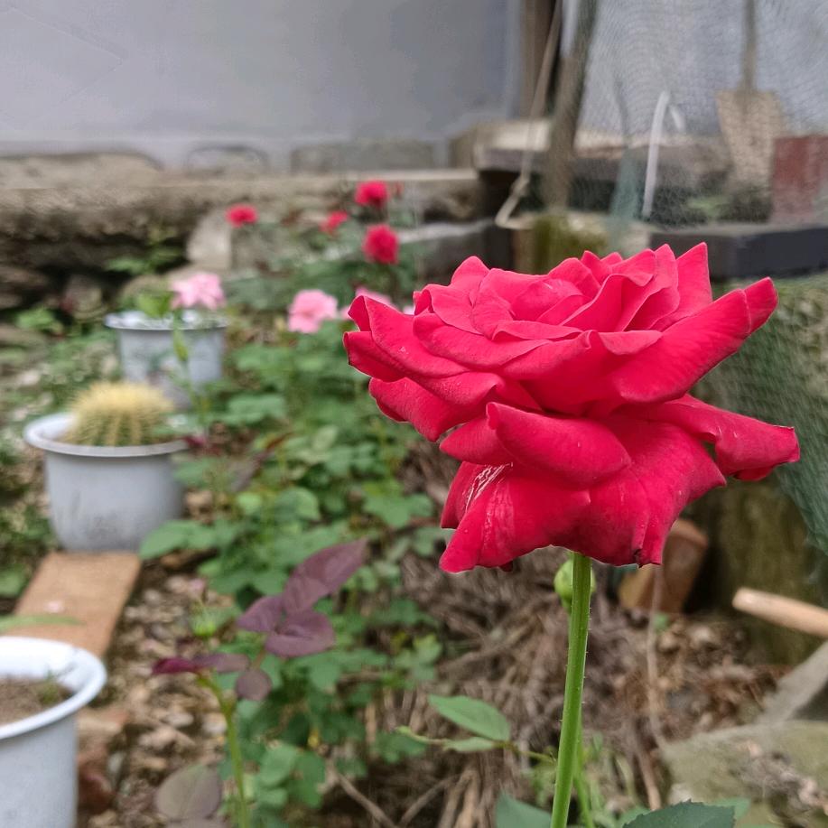 闲居士