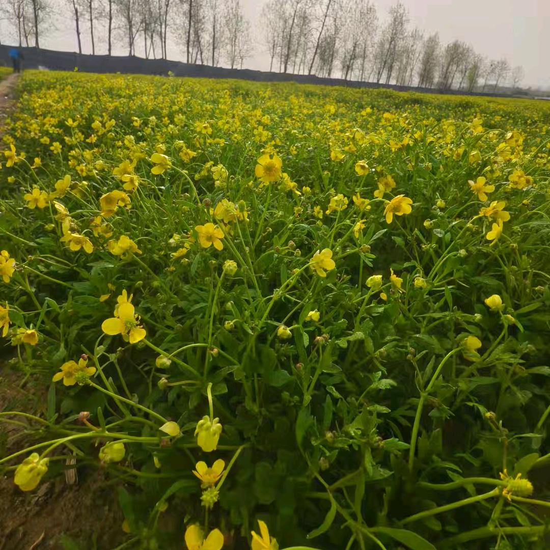 汉中种猫爪草第一人