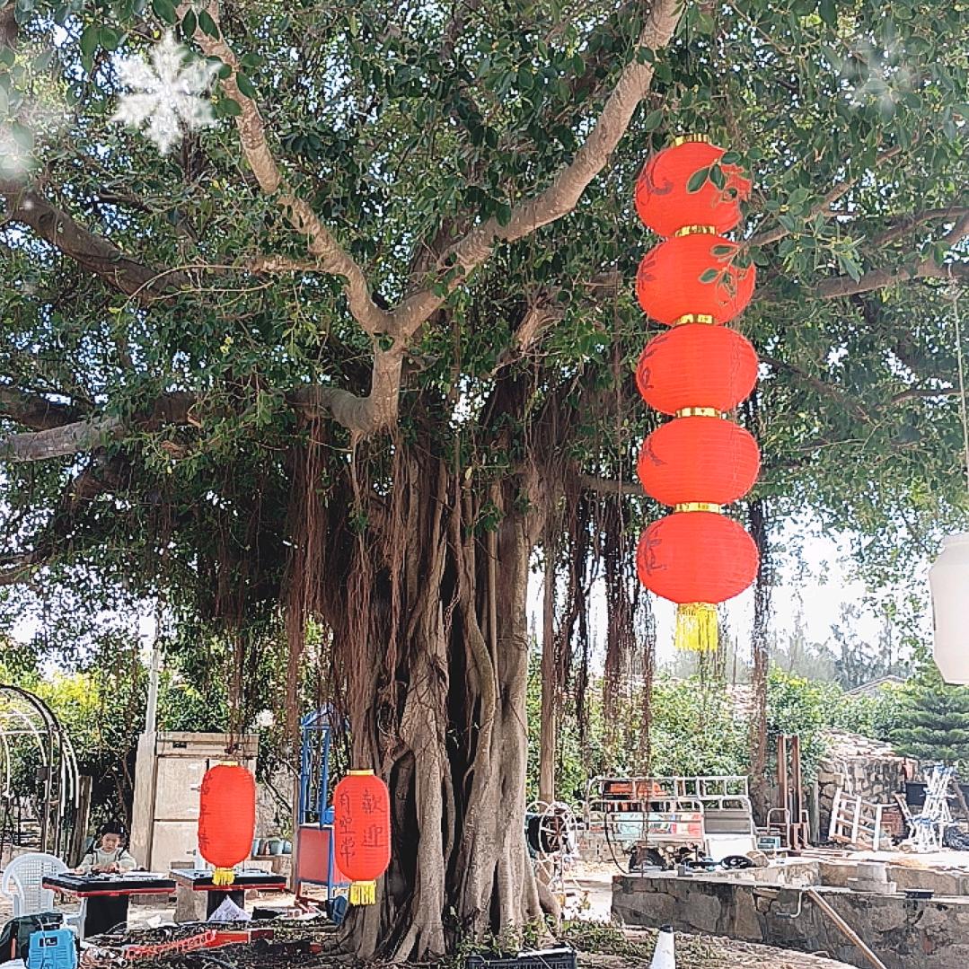 平潭卢洋湾湾养鸡（二年老母鸡）