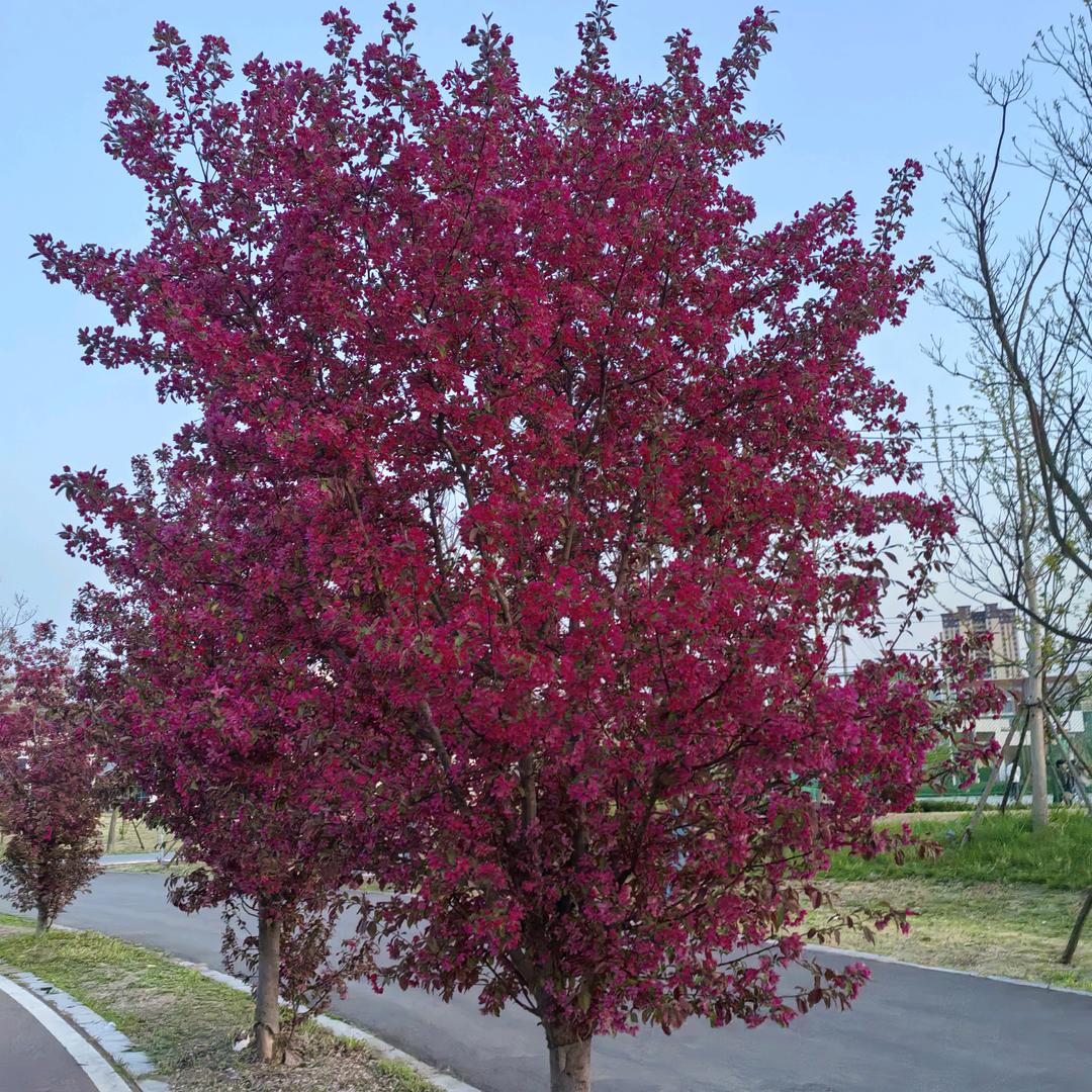 ❤小虎牙❤！🌹！🌹！