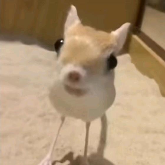 小鼠杀手