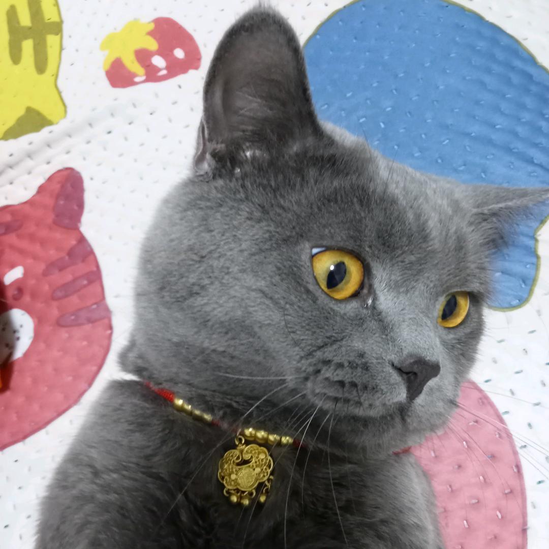 小兔子和小熊摔跤（宁芙奖请投约瑟夫）