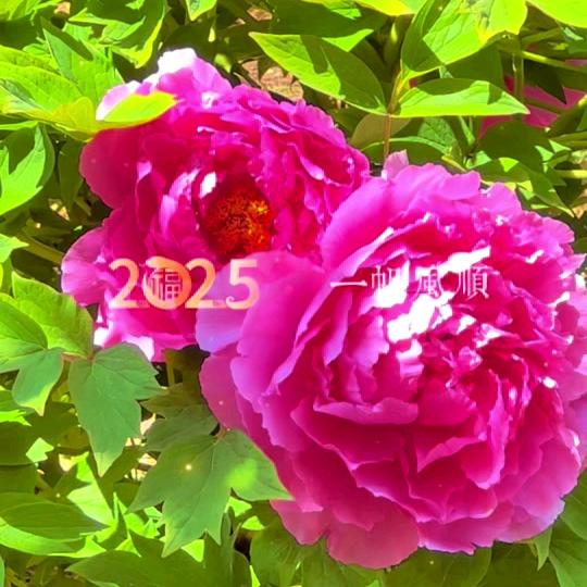 春天的花