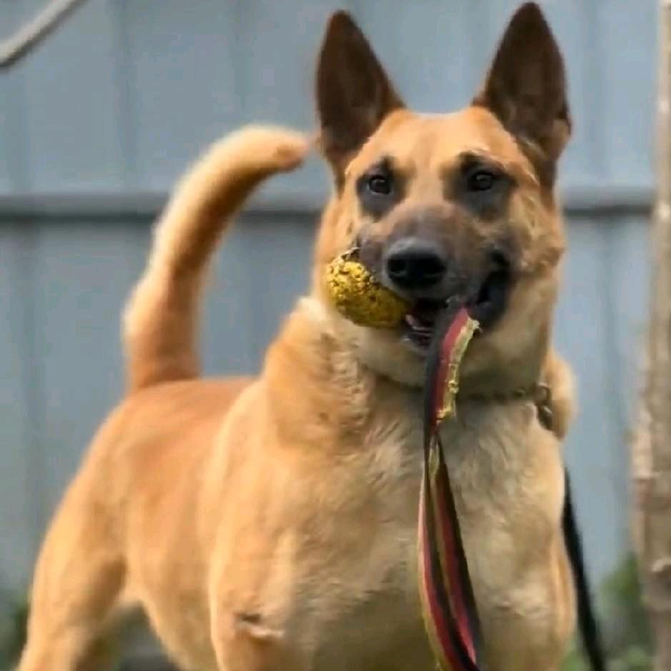新都曾哥犬舍（马犬）