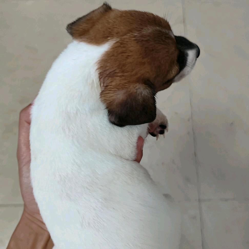小唐的杰克罗素梗