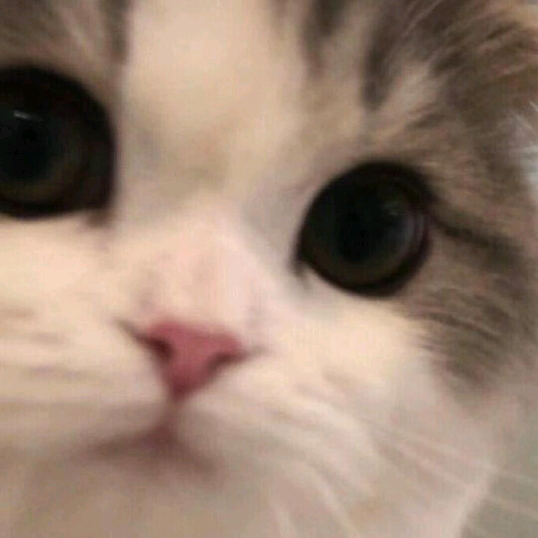 名不经传的鸡柳子