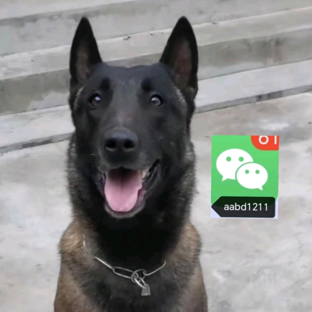 🐎（广州）马犬 爱好者