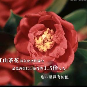 林清轩太原铜锣湾小小