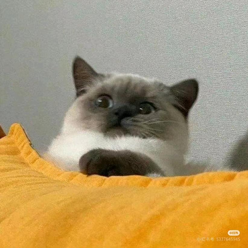 陈十二