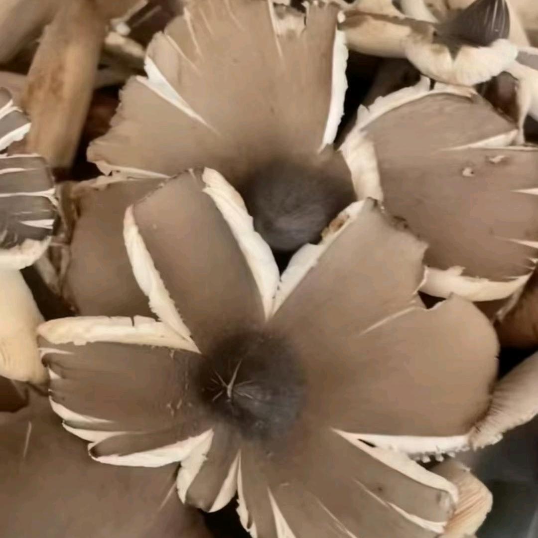 云南野生菌