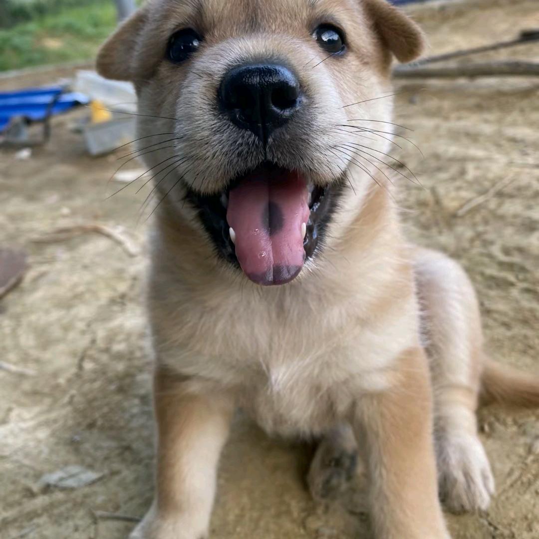 又犯困了