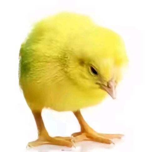 冷龙
