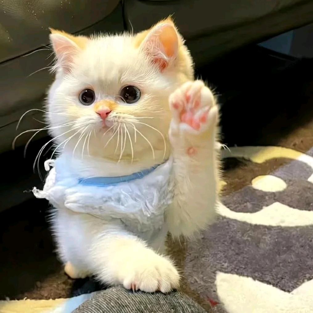 西安外事糯张学姐