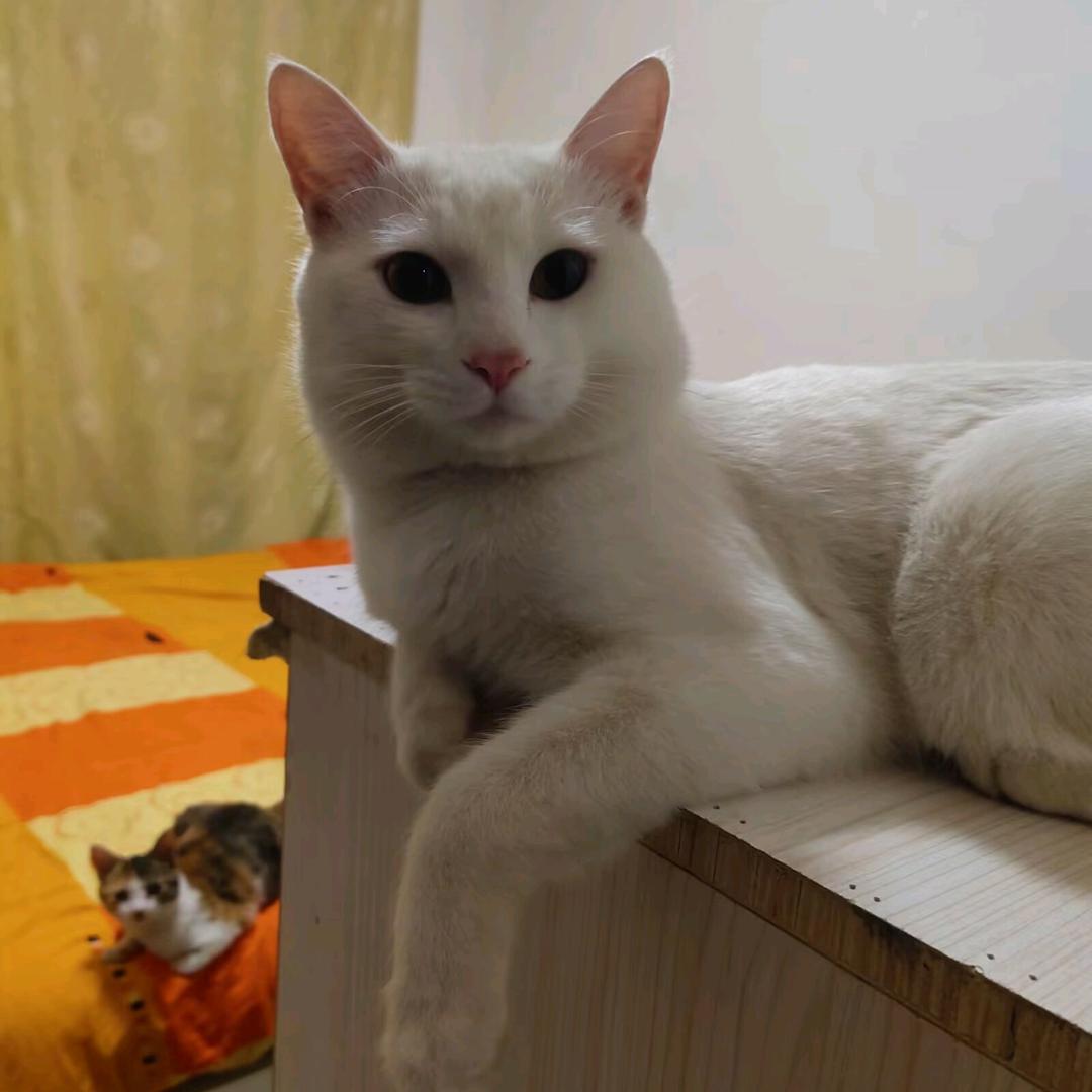 不再流浪的猫咪们