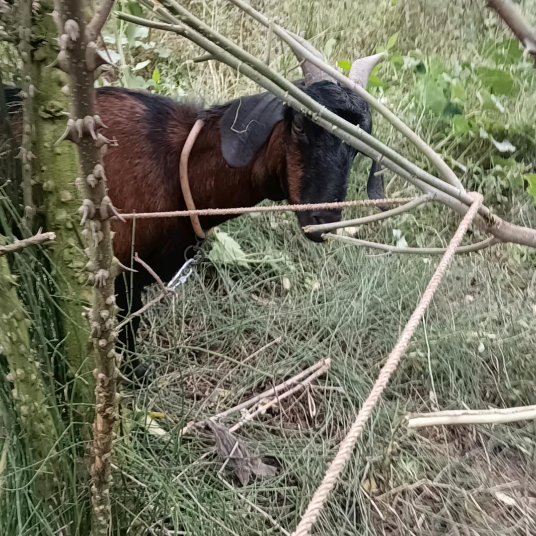 老杨的乡村生活