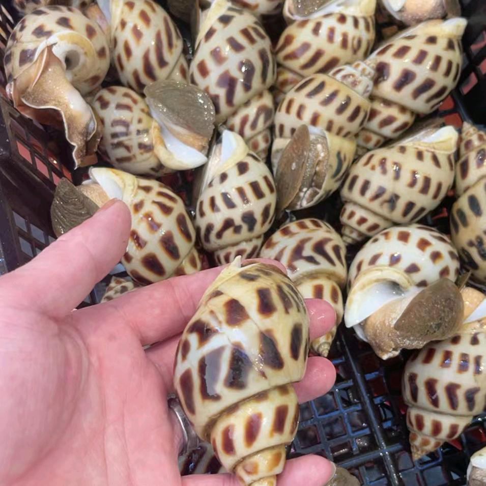 神泉港海鲜