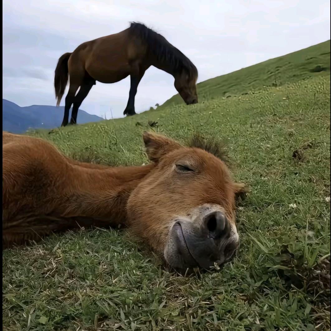 属马没有好东西。