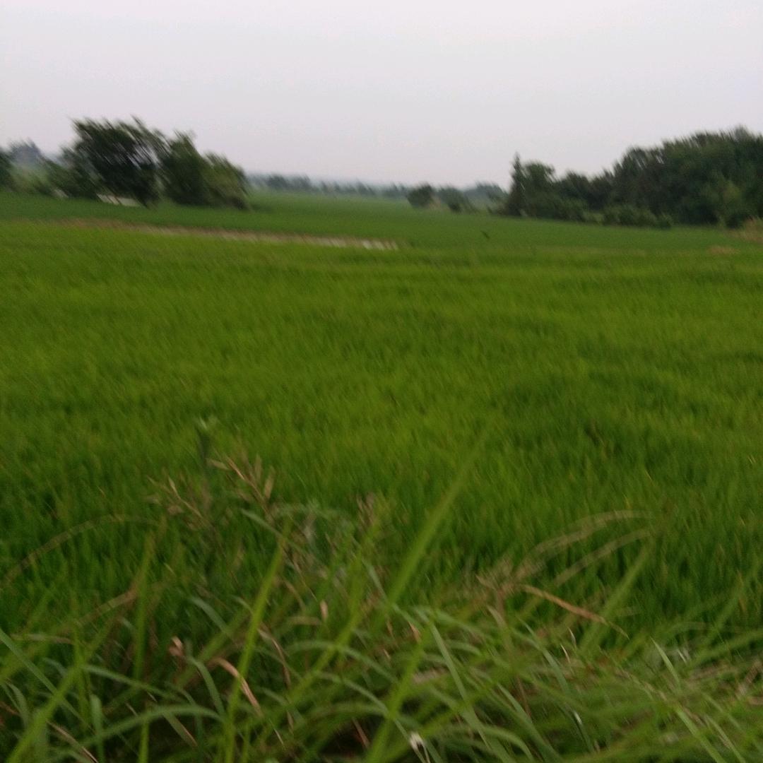 妙姐
