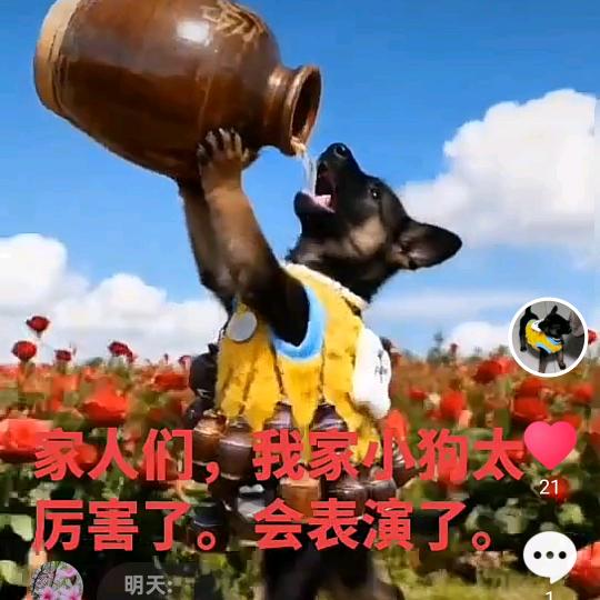 开州抖幺妹儿金毛狮王单身狗