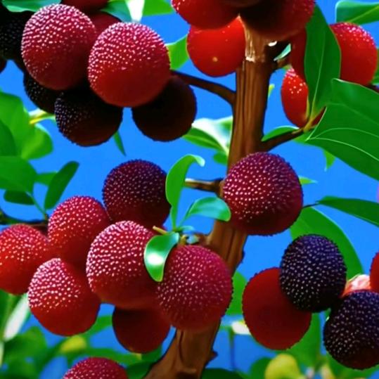 🌺萍☘️水🌹相🌲逢🌳🌻。