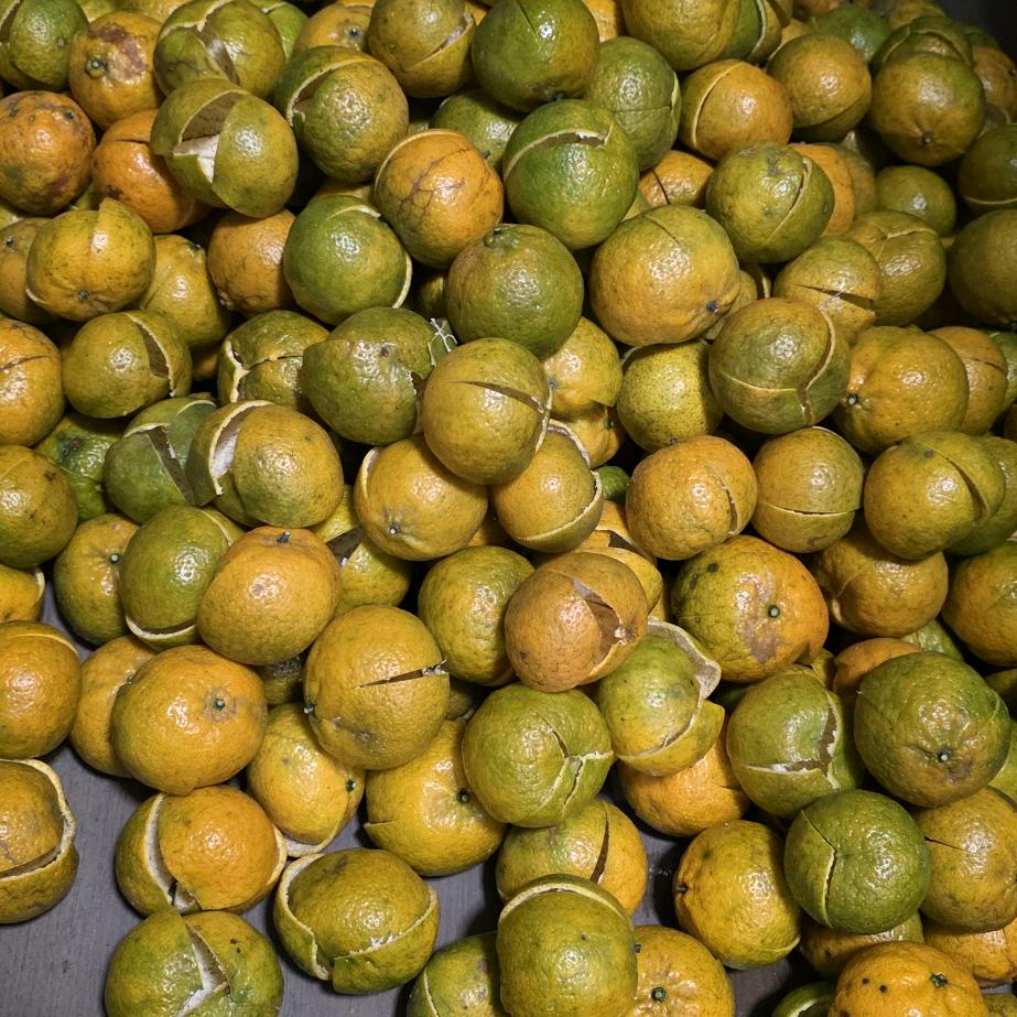 渔民棚陈皮经销办