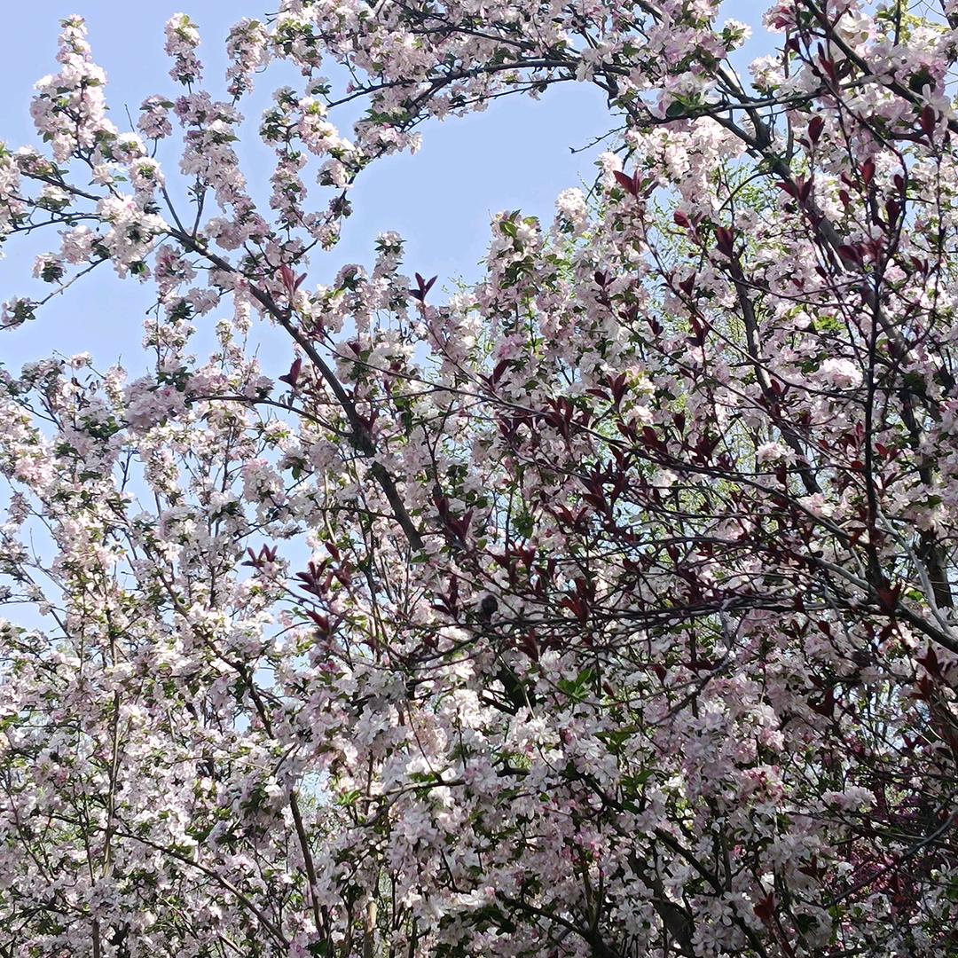 芬芳（80后记忆中的歌曲）