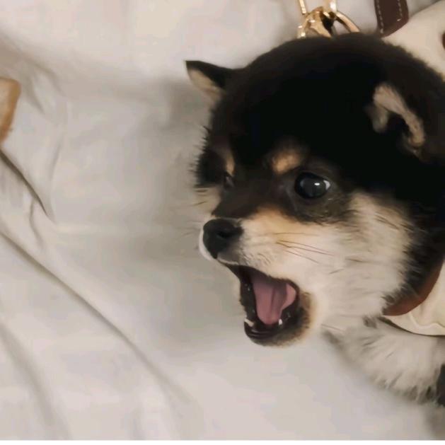 爱吃西瓜不吃籽