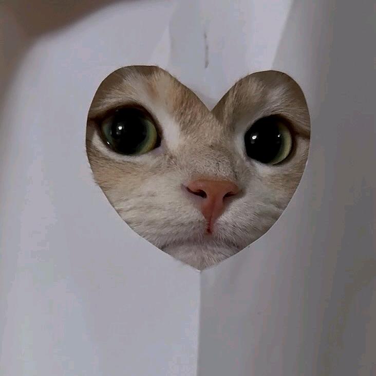 查无此人
