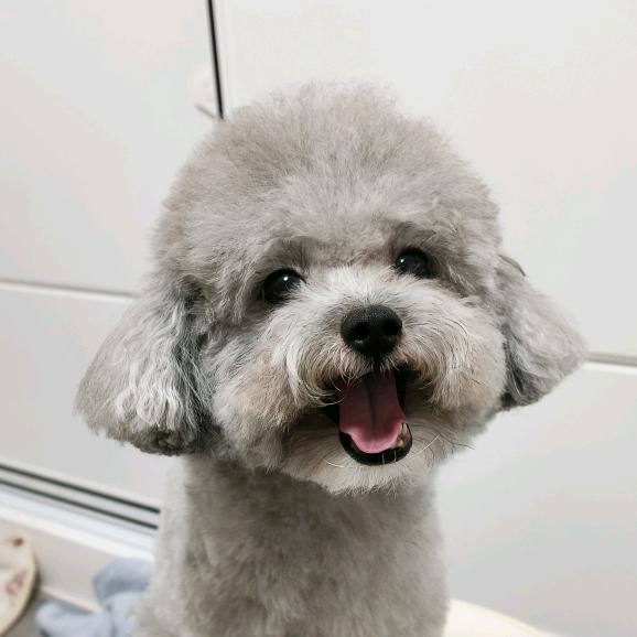 灰泰迪卷卷