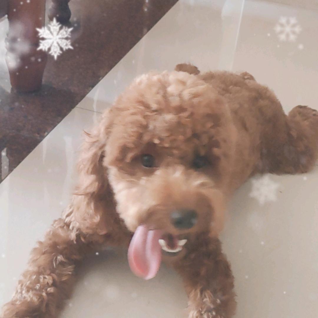 脏脏
