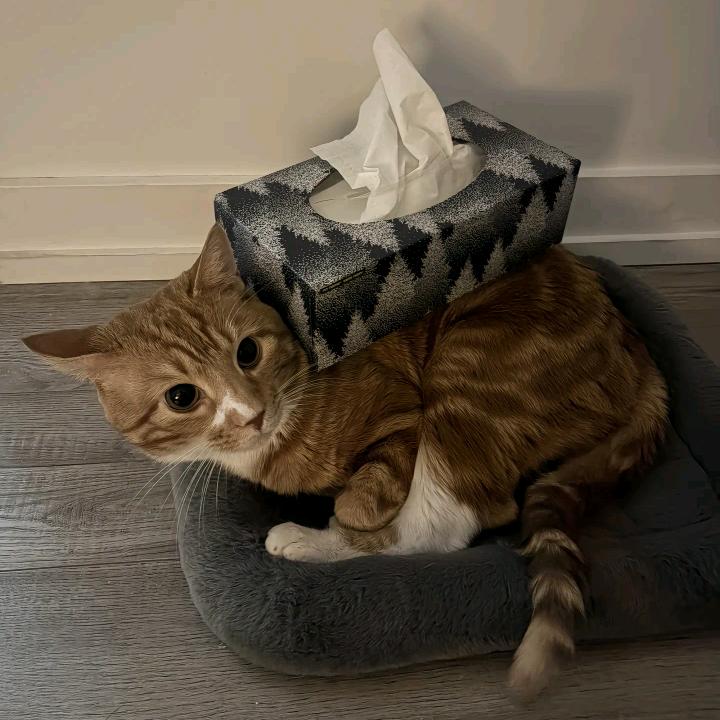 为什么我的身高不是162