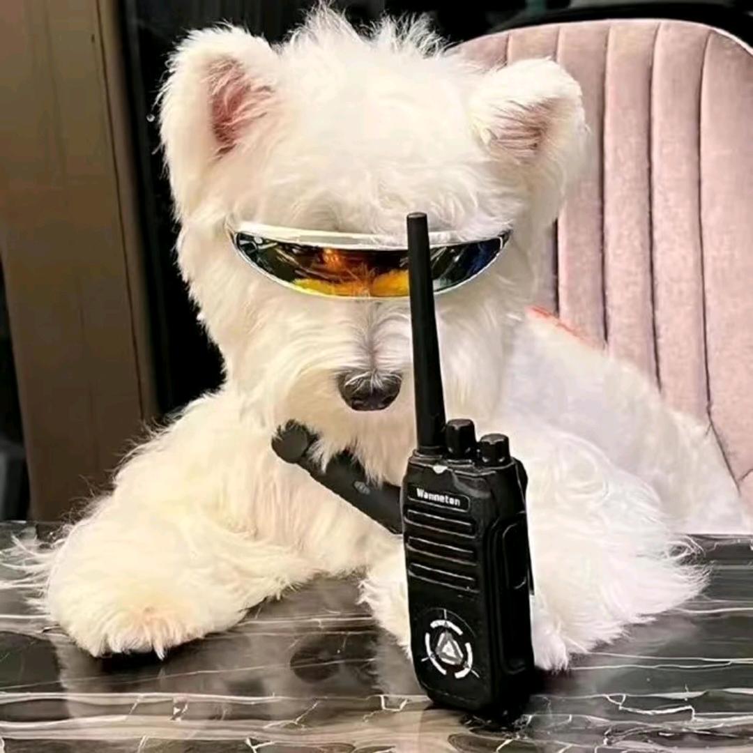 动动懂不懂